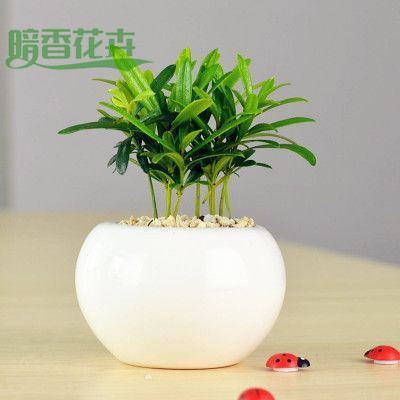 罗汉松-杭州办公室绿植装饰 